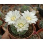 Gymnocalycium Horstii3