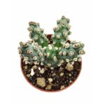 Tephrocactus Molinensis1