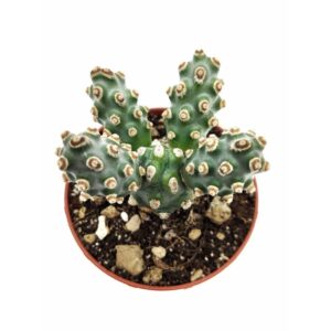 Tephrocactus Molinensis1