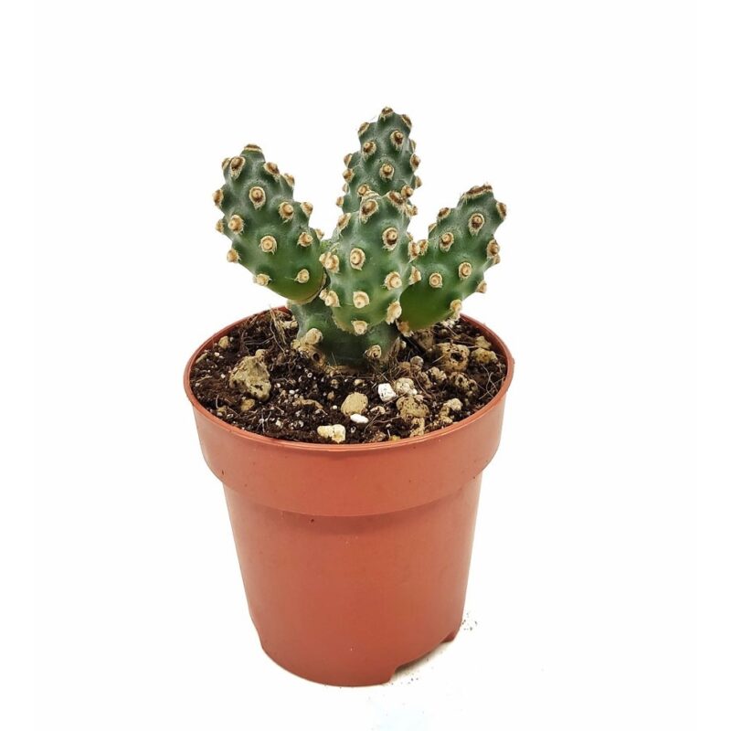 Tephrocactus Molinensis2