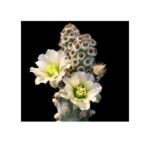 Tephrocactus Molinensis 10777 M