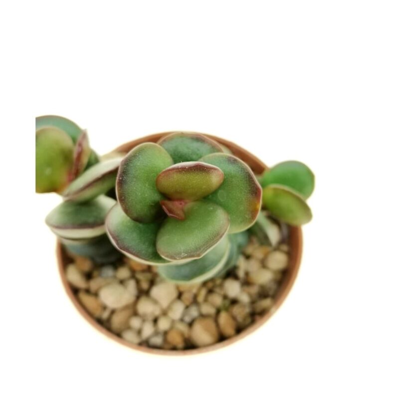 Adromischus Subdistichus2