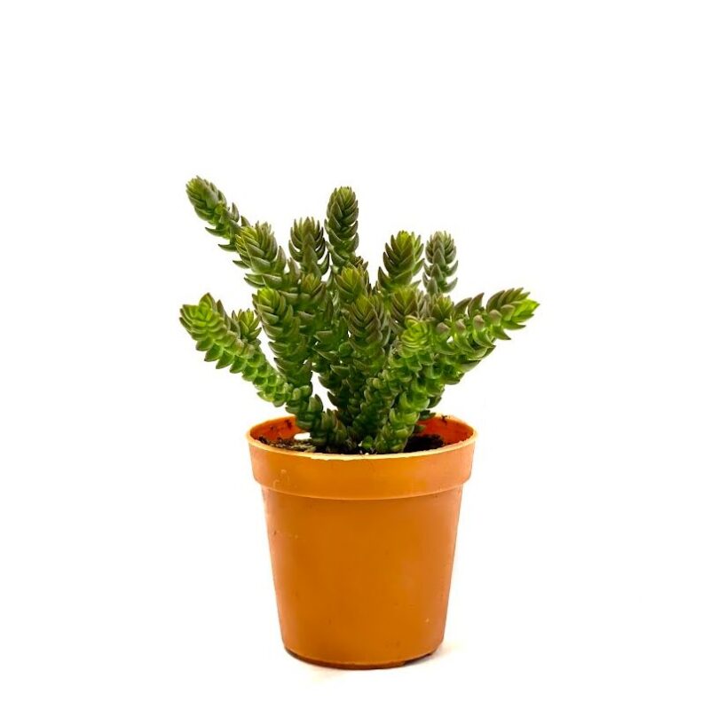 Crassula