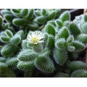 Delosperma Echinatum