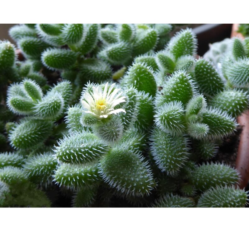 Delosperma Echinatum