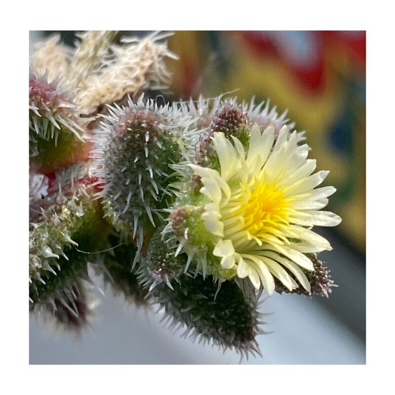 Delosperma Echinatum5