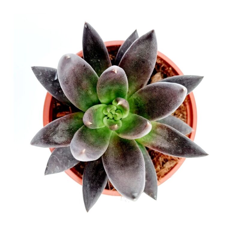 Echeveria Affinis2