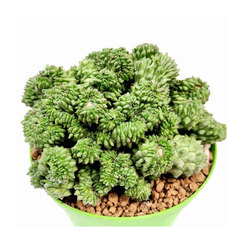 Euphorbia Cv. Green Elf F. Crestata Giromagi Cactus Succulents 1
