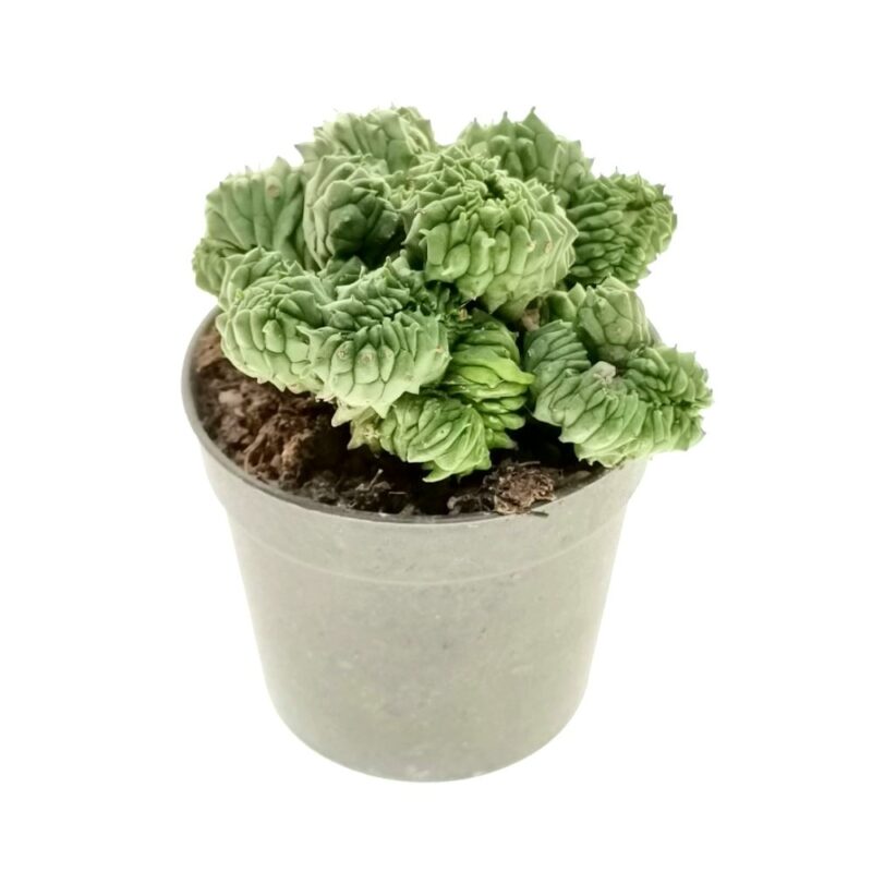 Euphorbia Green Elf Crestata