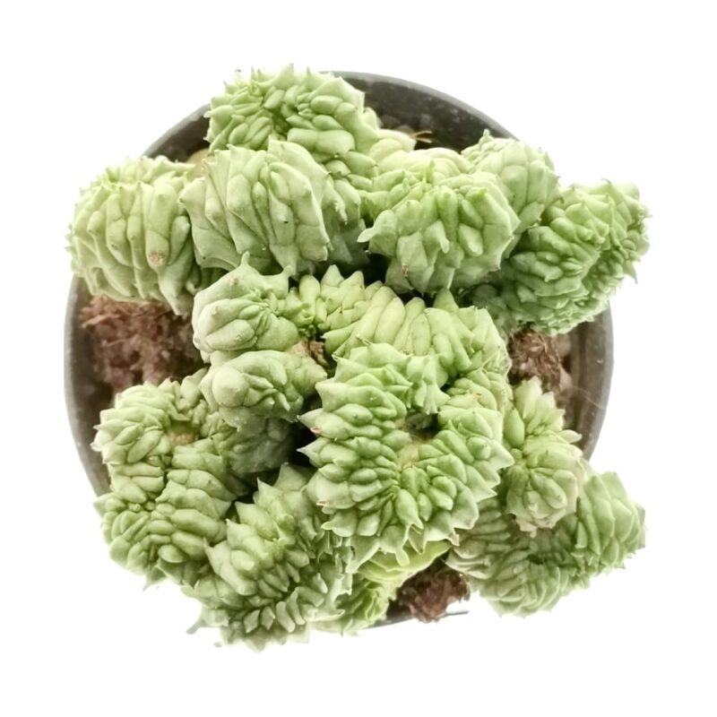 Euphorbia Green Elf Crestata2