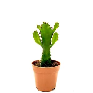 Euphorbia Triangularis2