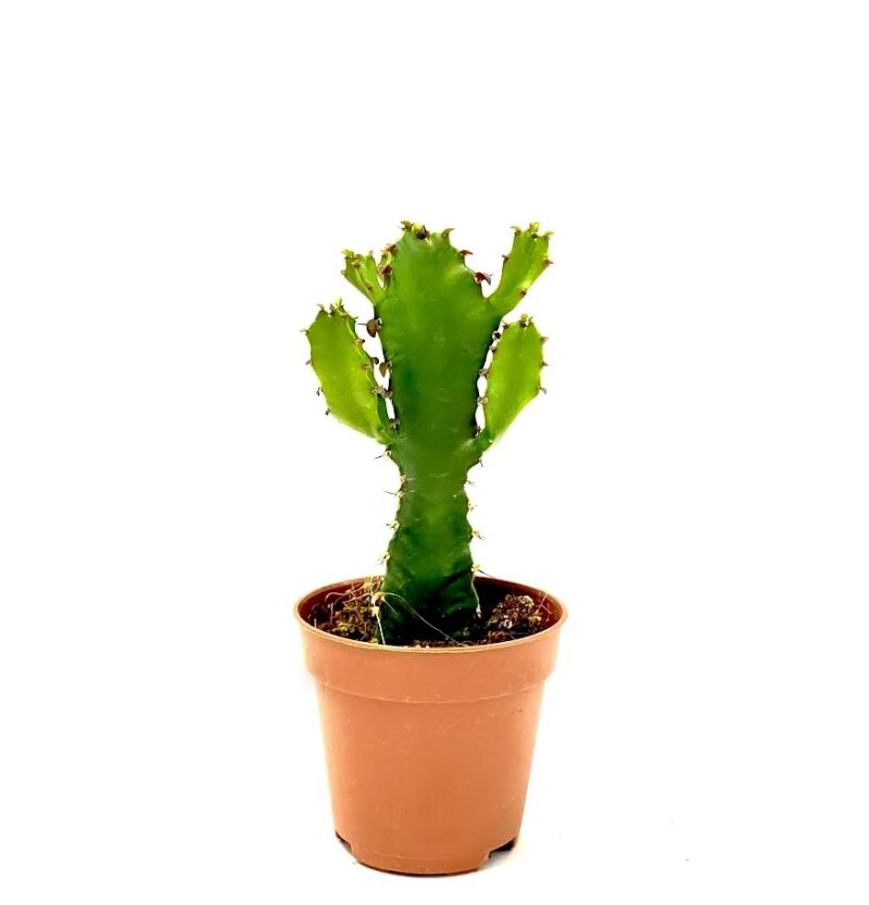 Euphorbia Triangularis2