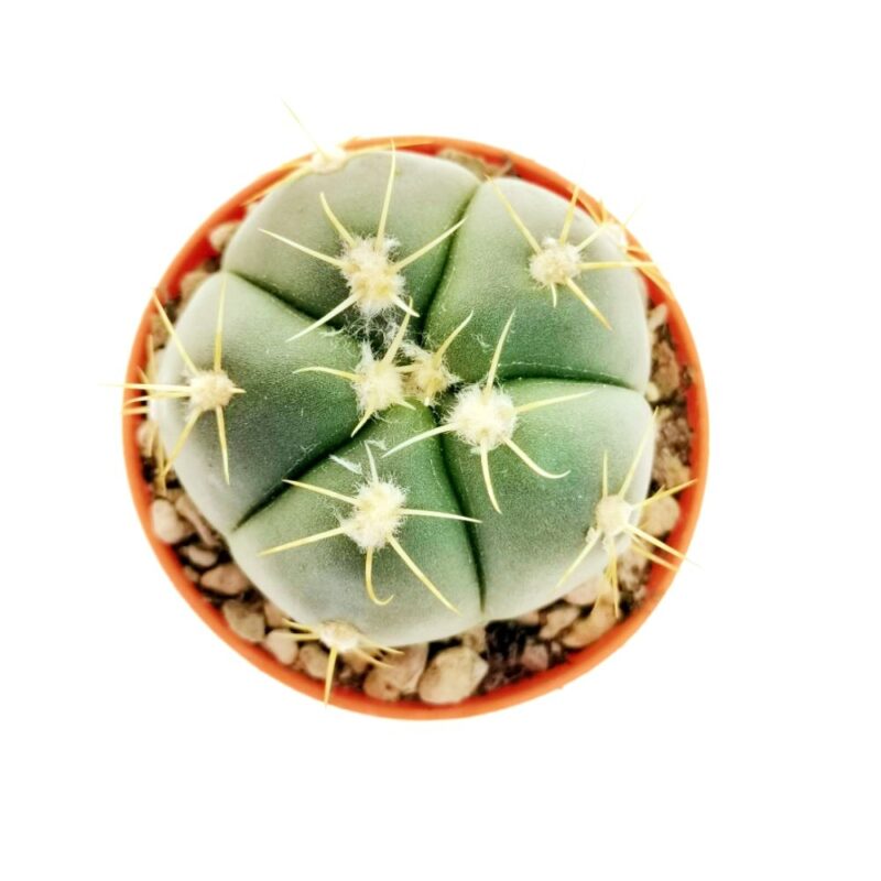 Gymnocalycium Horstii2