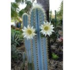Pilosocereus