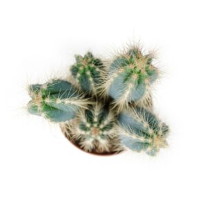 Pilosocereus Azureus Pilosocereus Pachycladus (1)