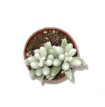 Senecio Haworthii2