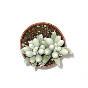 Senecio Haworthii2