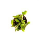 Trigoma2