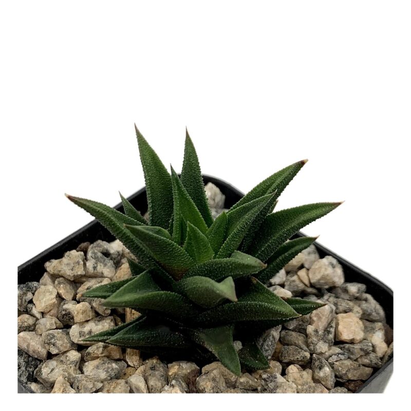 Haworthia Viscosa Var