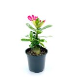 Adenium1