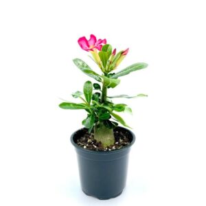 Adenium1