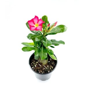 Adenium2