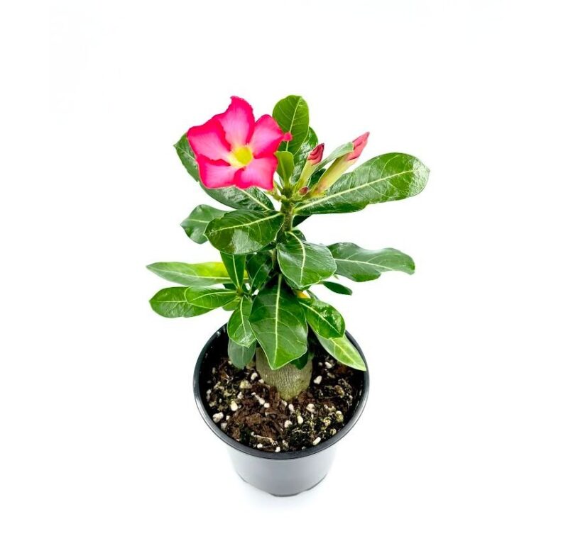 Adenium2