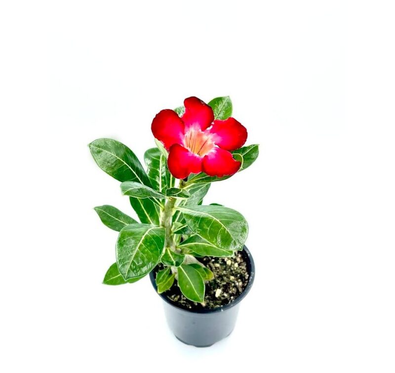 Adenium5