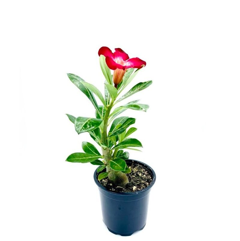 Adenium7