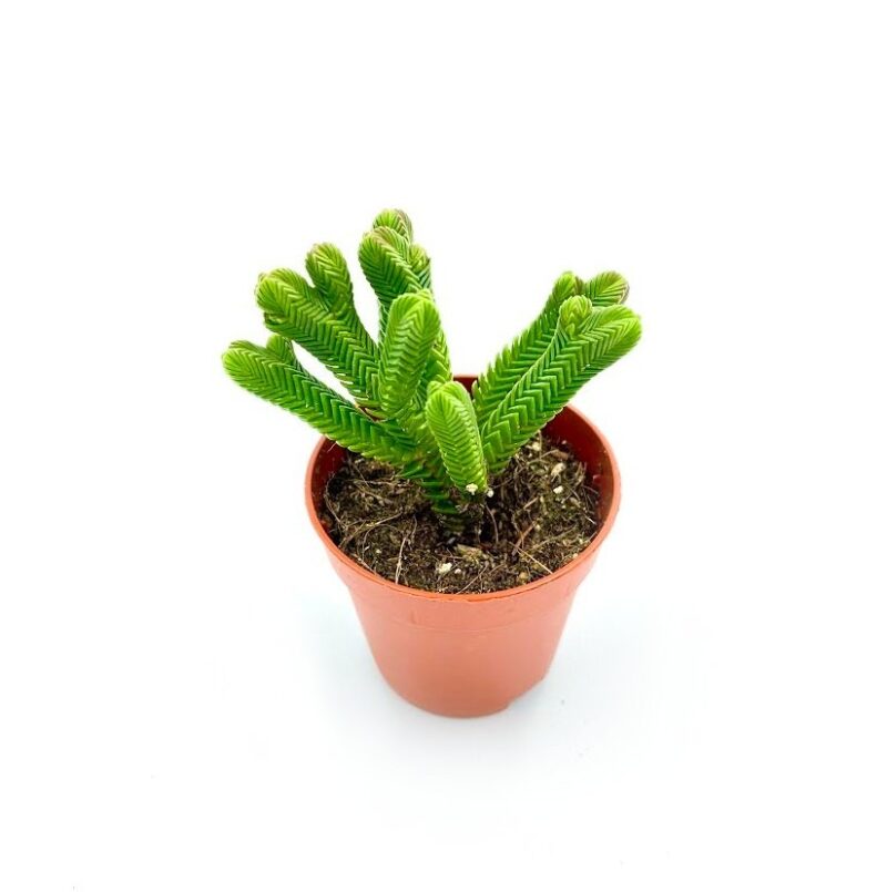 Crassula Pyramidalis2