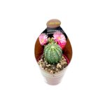 Echinocereus Pulchellos Sub2