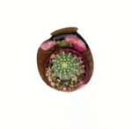 Echinocereus Pulchellos Sub3