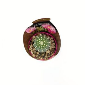 Echinocereus Pulchellos Sub3