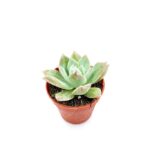 Sedum Suaveolens