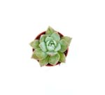 Sedum Suaveolens2