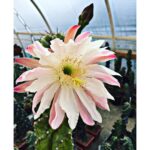 Cereus Forbesii Spiralis 2