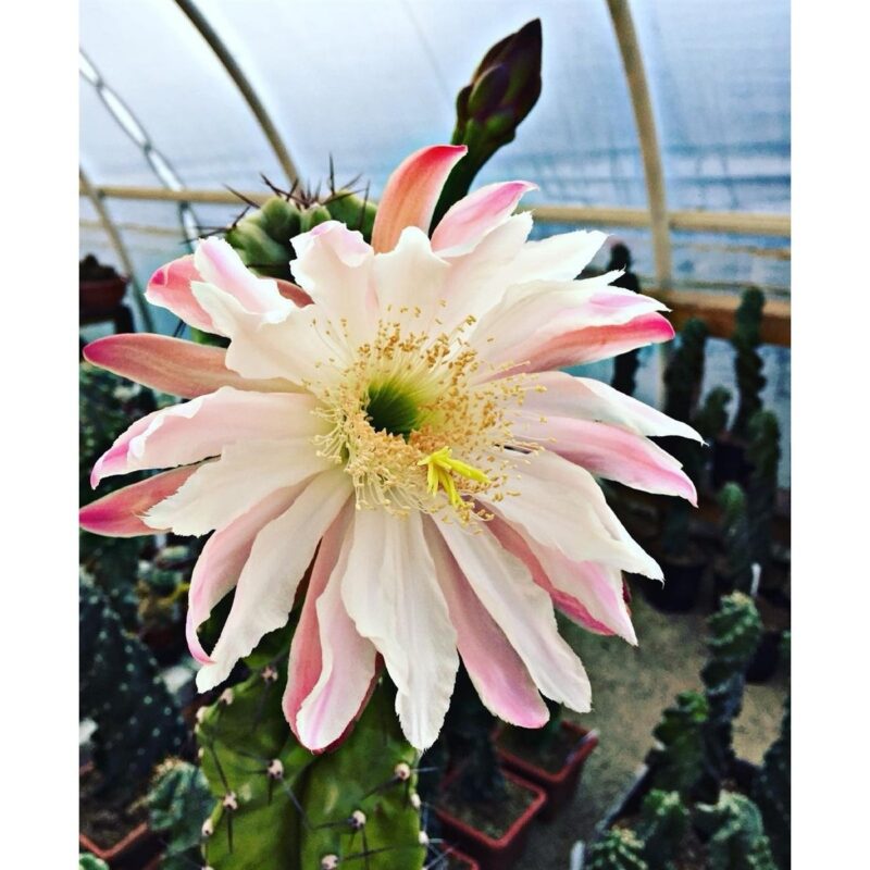 Cereus Forbesii Spiralis 2