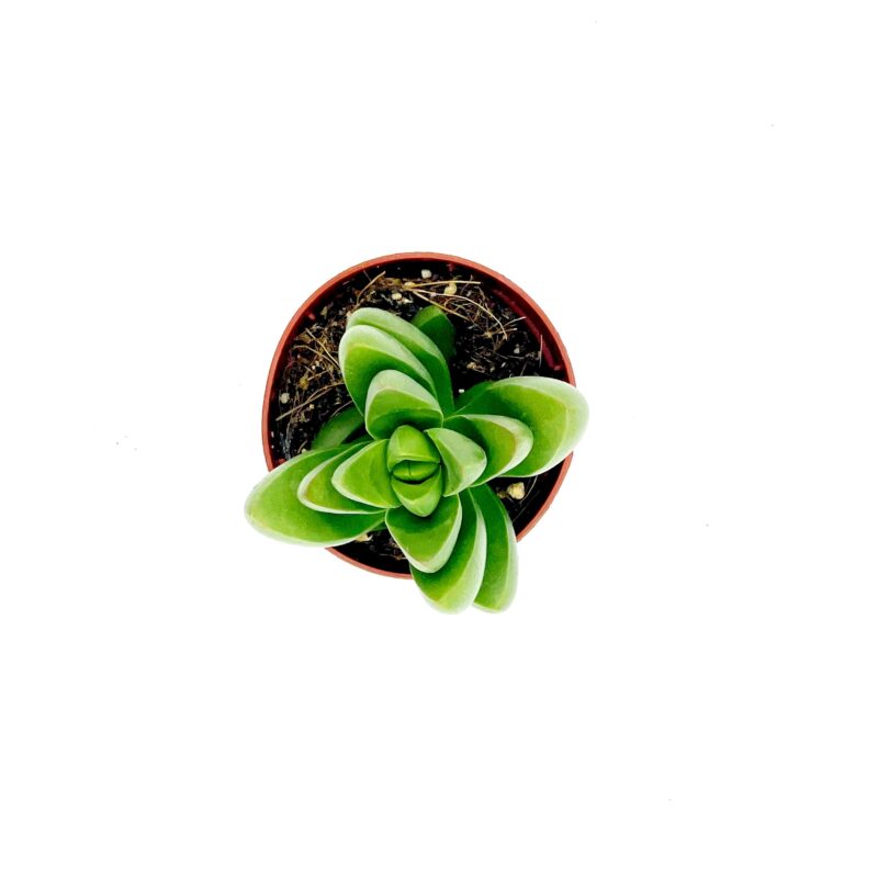 Crassula Benjamin 2