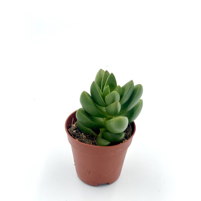 Crassula Benjamin