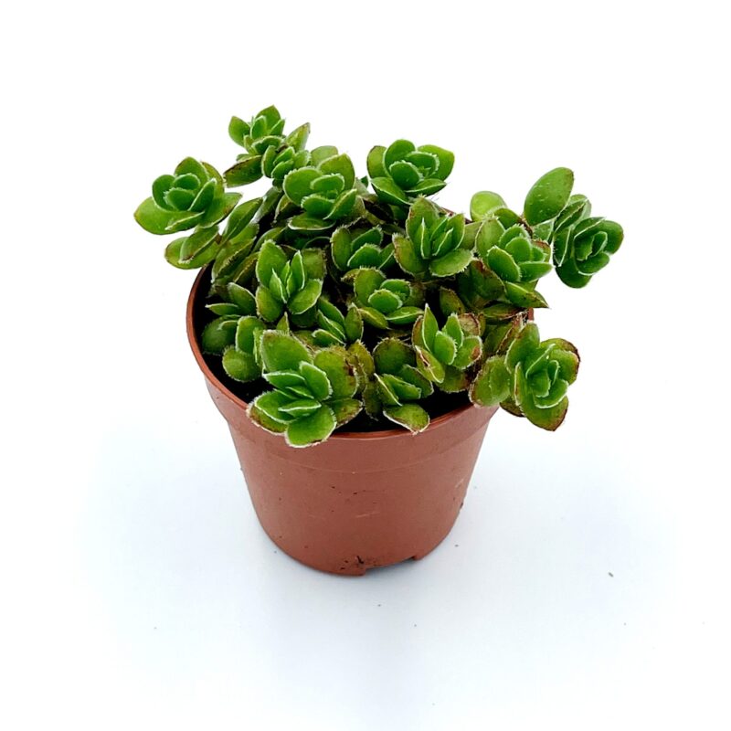 Crassula Lanuginos David