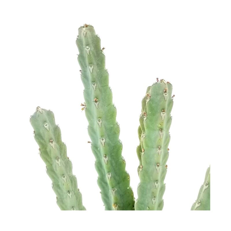 Euphorbia Debilispina2