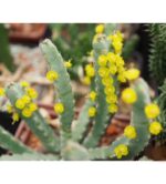 Euphorbia Debilispina3