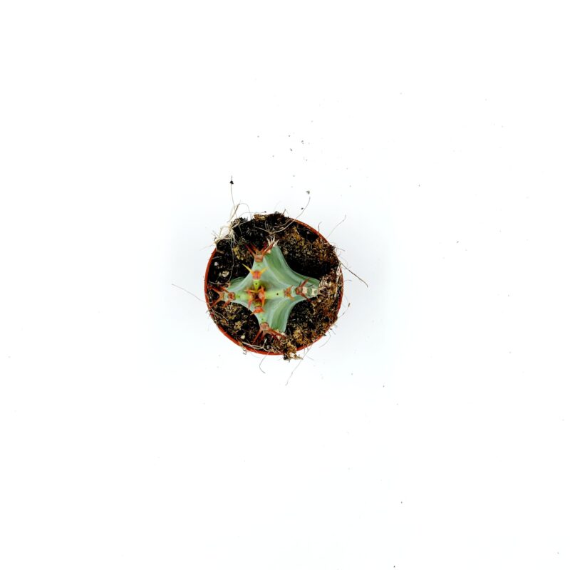 Euphorbia Resinifera 2