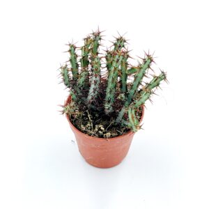 Euphorbia Schinzii