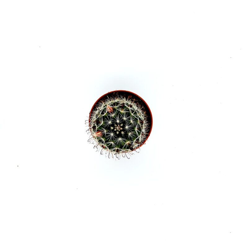 Mammilaria Hutchisoniana 2