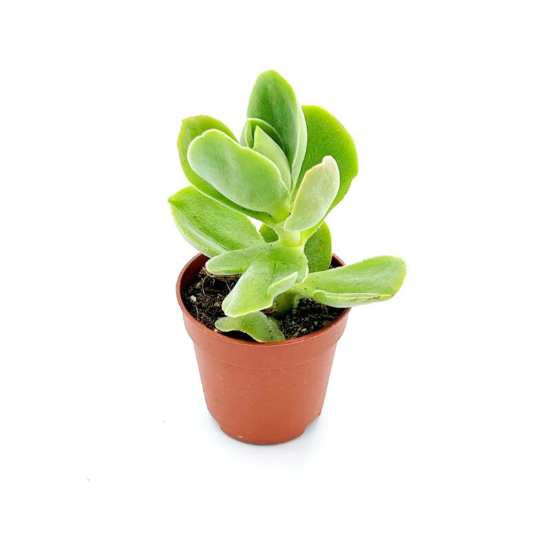 Crassula Game Lotus1