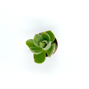 Crassula Game Lotus2