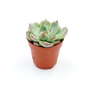 Echeveria Chihuahuensis1