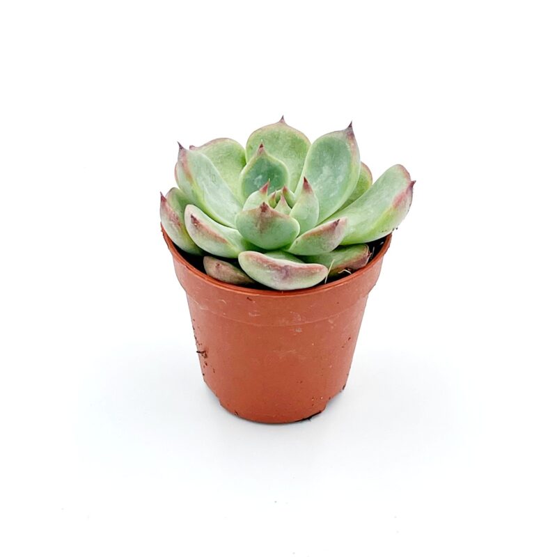 Echeveria Chihuahuensis1