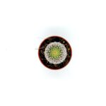 Echinocereus Pectinatus2